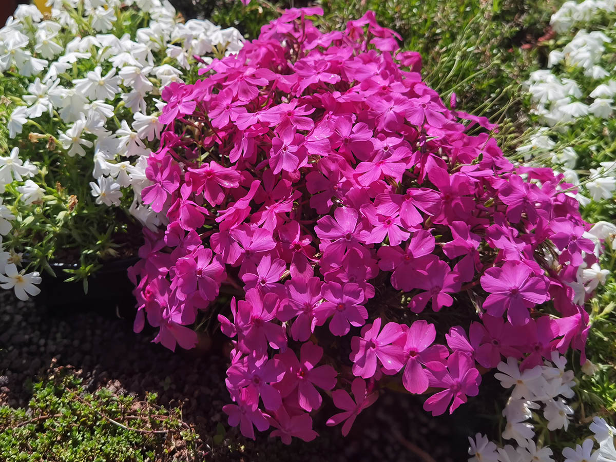 Phlox subulata 'McDaniels Cushion'